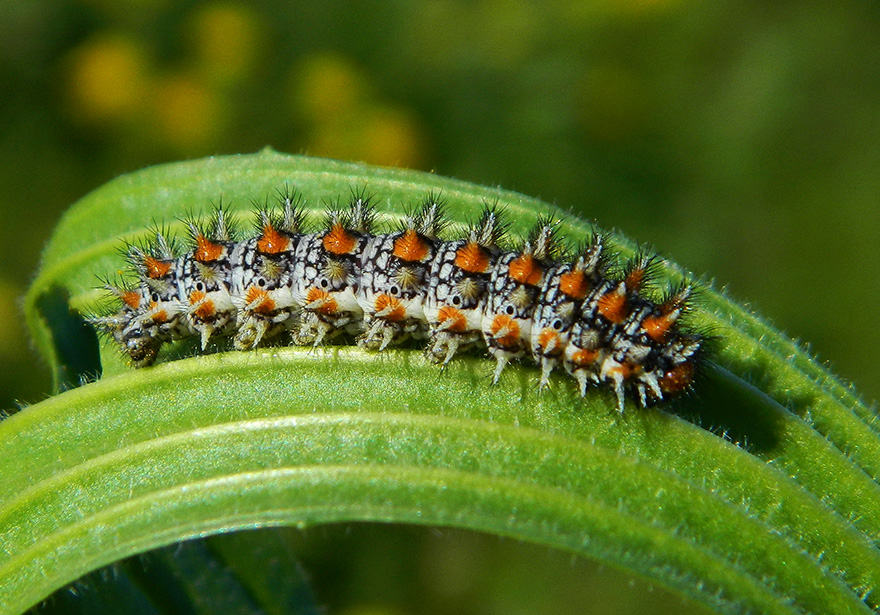 Bruco di Melitaea didyma? No, Melitaea cinxia